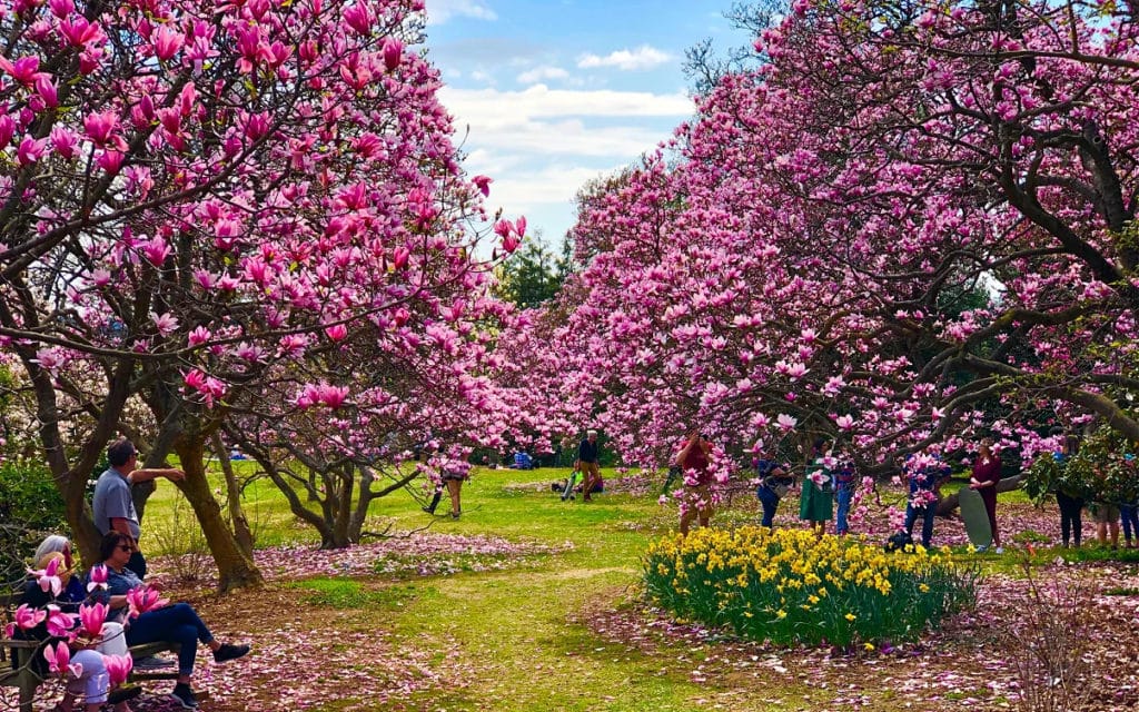 U.S. Arboretum cherry blossom